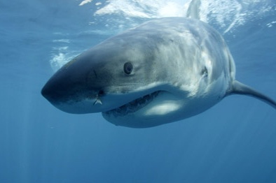 Cá mập giúp dự báo bão